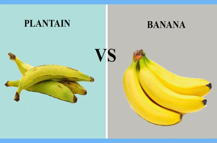  موز یا پلانتین؛ کدام یک در ظرف میوه‌ی شما قرار دارد؟