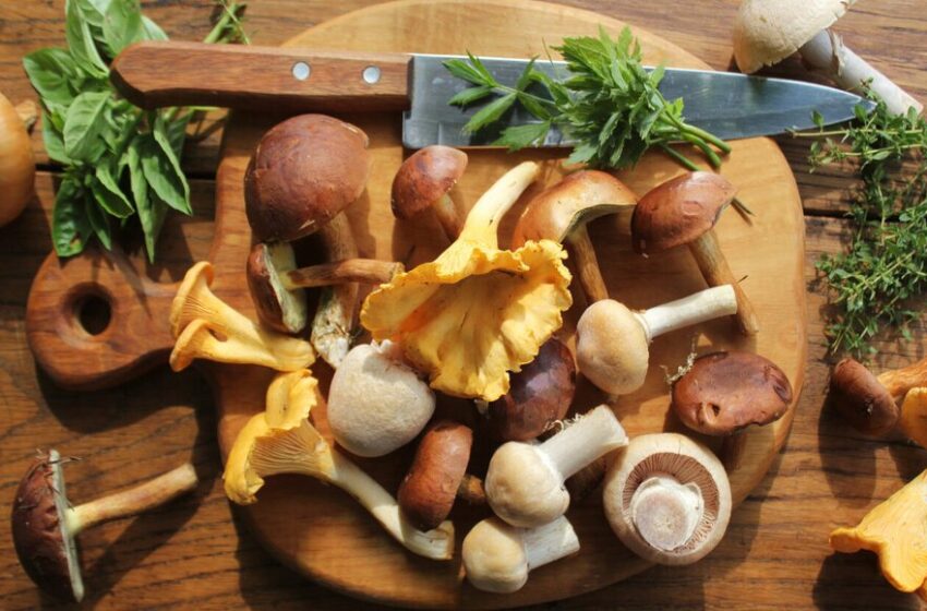  انواع قارچ خوراکی را بشناسید (و ترفندهایی برای خرید قارچ سالم)