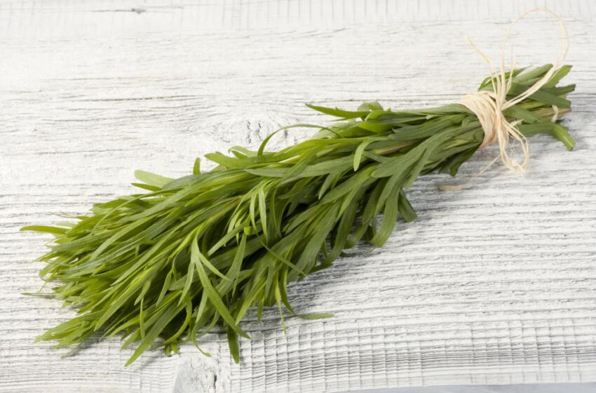  این سبزی را خشک کنید و به جای نمک در غذا ها و سر سفره استفاده کنید