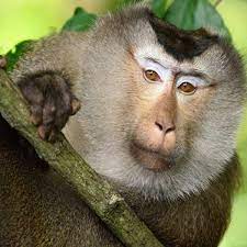  میمون‌ها با پیوند کلیه اصلاح‌شده خوک‌ها تا ٢ سال بیشتر عمر کردند