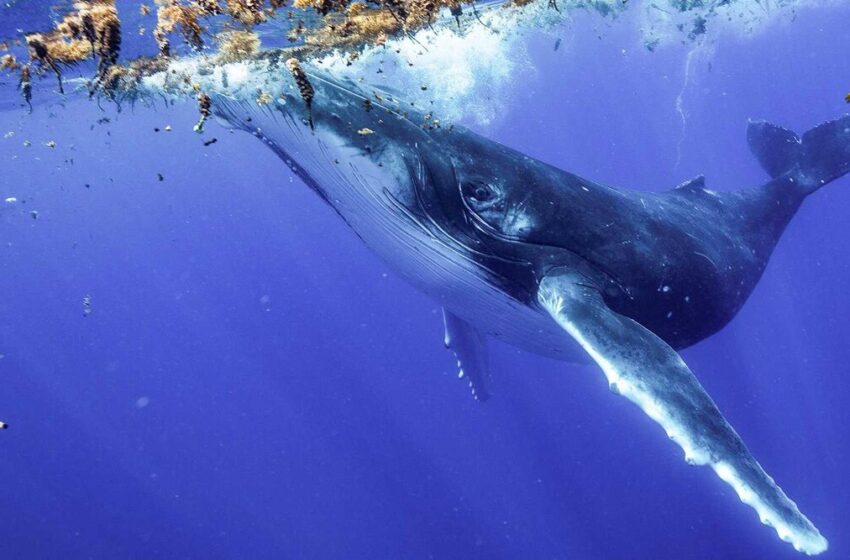  گفتگو با نهنگ گوزپشت درمورد وجودآب درمریخ