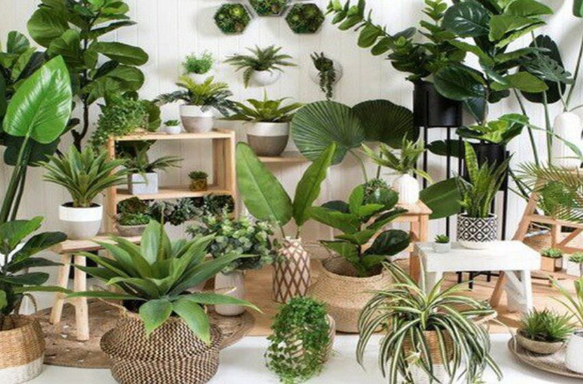  گیاهان آپارتمانی به چه گیاهانی گفته می‌شود؟!