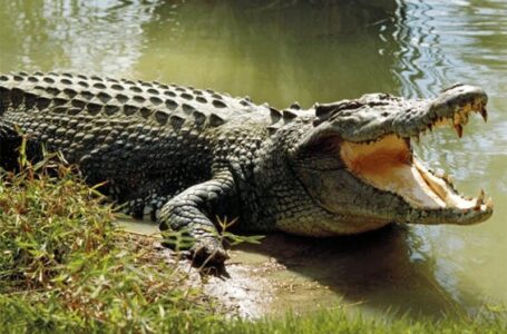 تمساح‌های جان‌سختی که در آلوده‌ترین رودخانه دنیا زنده ماندند!