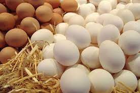  چرا تخم مرغ گران شد؟
