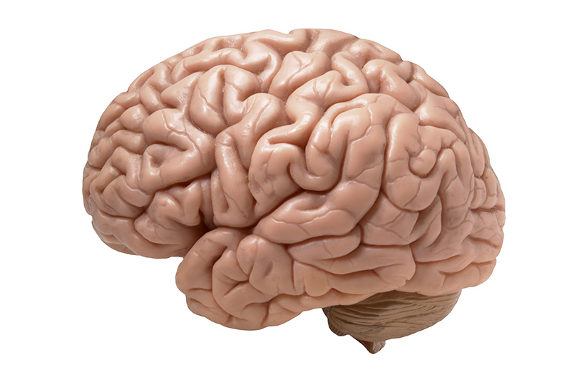  کوتاه شدن چروک‌های جلوی مغز احتمال ابتلا به اسکیزوفرنی را افزایش می‌دهد