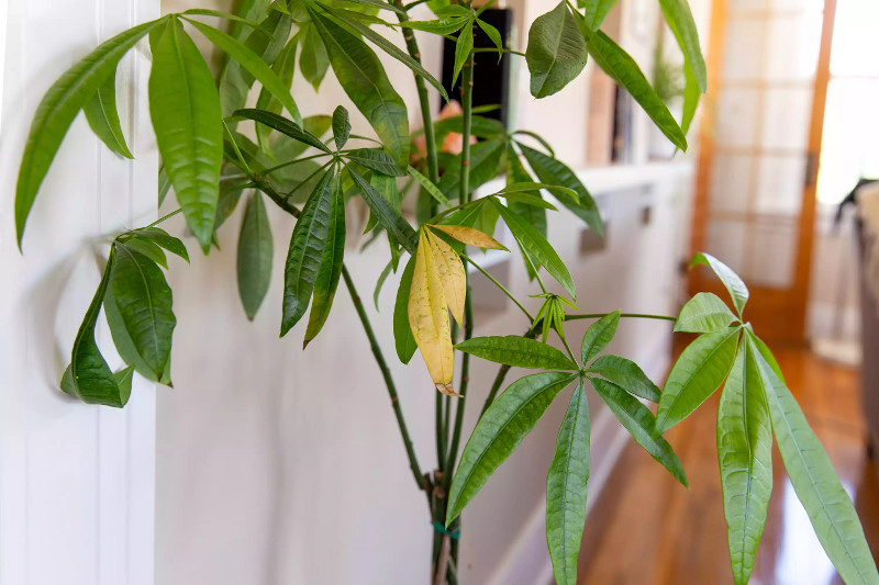  عامل زرد شدن برگ های گیاهان آپارتمانی