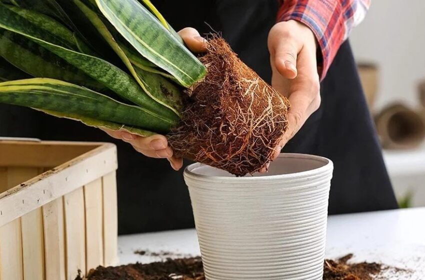  ۷ مرحله‌ی تعویض گلدان برای مراقبت بهاری از گیاهان آپارتمانی