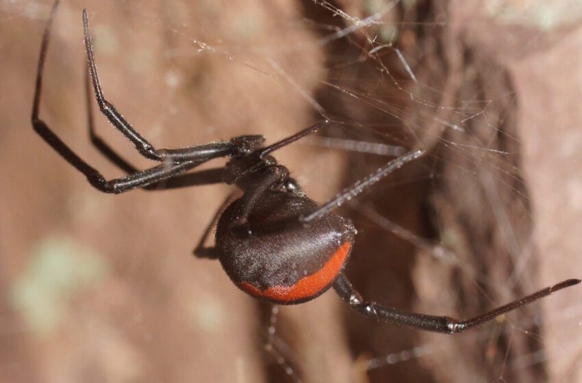 خطرناکترین عنکبوت دنیا