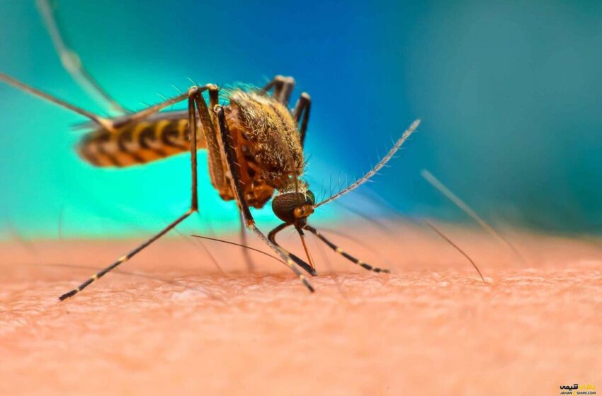  این بیماری در ایران پخش شد | افزایش موارد مالاریا در ایران