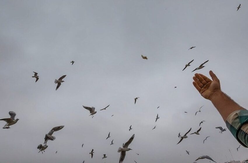  بال زدن پرندگان موجب بیماری‌تان می‌شود