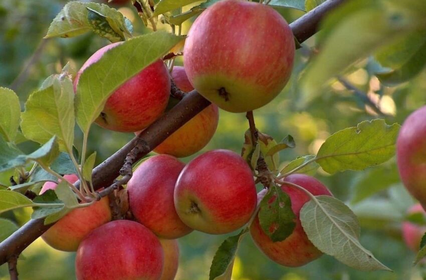 سیب درختی