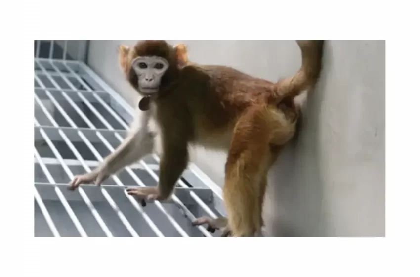  زنده ماندن اولین میمون رزوس شبیه‌سازی شده در چین