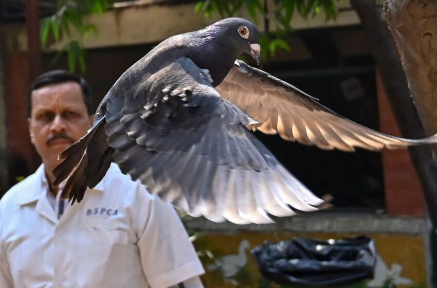  کبوتر مظنون به جاسوسی در هند آزاد شد