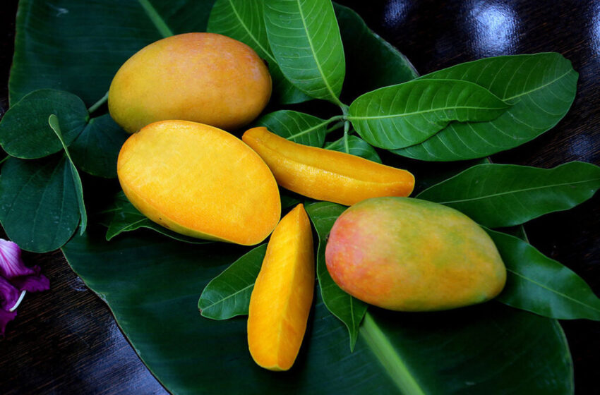 میوه ای خوشمزه که سرشار از ویتامین C، ضدسوزش معده، ضدیبوست و تقویت کننده حافظه است