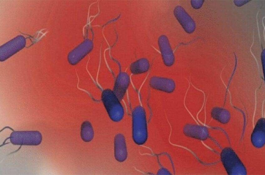  این باکتری‌ها مرگبار هستند