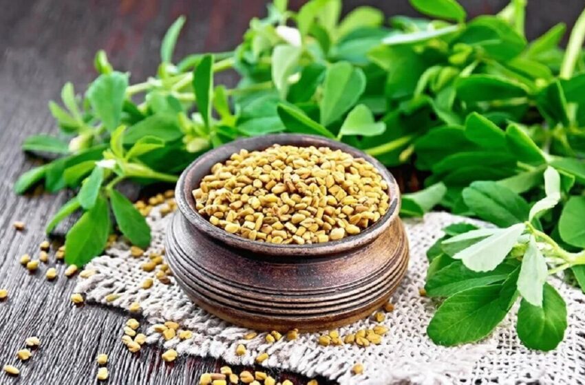  آشنایی با خواص شنبلیله برای بارداری، مو، لاغری و دیابت